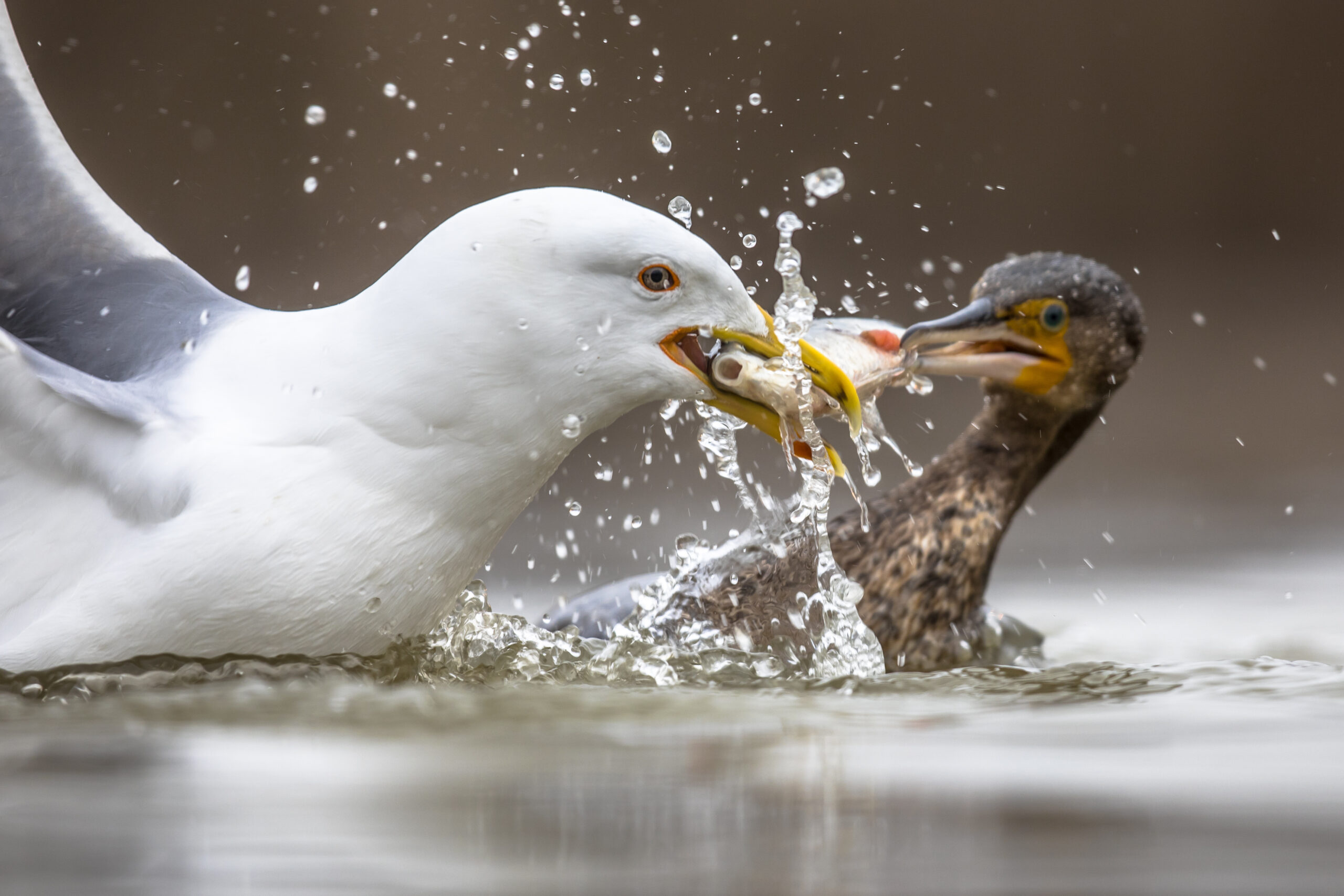 Yellow-legged gull (Larus michahellis) and Great Cormorant (Phalacrocorax carbo) fighting over fish in shallow water at Lake Csaj, Kiskunsagi National Park, Pusztaszer, Hungary. February.